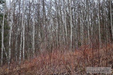 Nice Stand of Trees