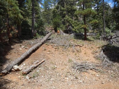 Some dead trees for firewood or furnitur