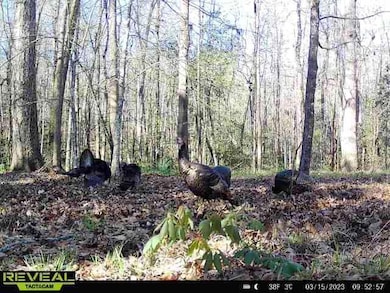 Turkeys
