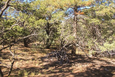 Marenman Rd, Fort Garland, CO 81133 - photo 4