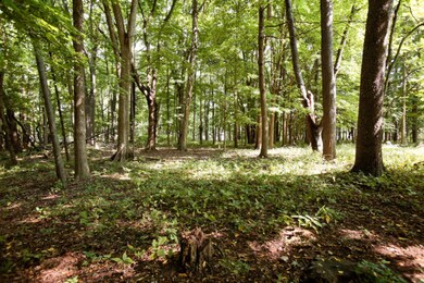 528 N Marshall Ave, Marshall, MI 49068 - photo 4