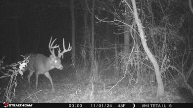 9199 Schupbach Rd, Sparta, IL 62286 - photo 6