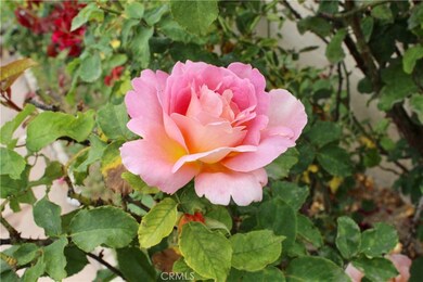 Many beautiful rose bushes on the property
