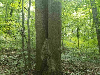 0 Houghton Ln unit 201936061, Loogootee, IN 47553 - photo 6