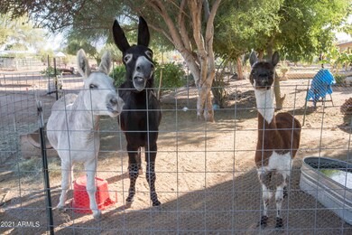ANIMALS - 83U3511