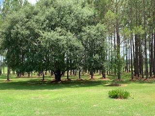 1 big oak