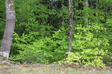 IMG_0121 - Copy