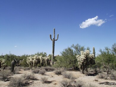Ancient Saguaro and Chainfruit Cholla