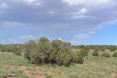 New Owl & property photos 055