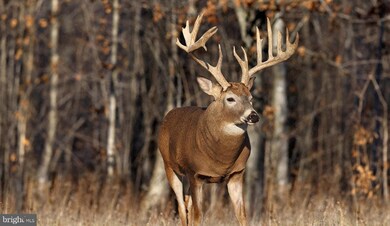 Lot 2C N Timber Ridge Rd, Cross Junction, VA 22625 - photo 2