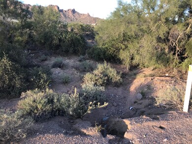 natural desert vegetation
