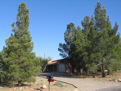 Paved Drive & Pine Tree Grove to Home