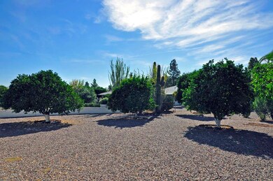 Backyard-Citrus Trees