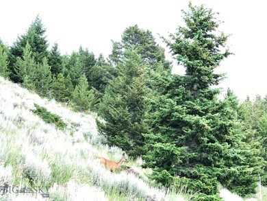 Mature fir trees and a trespasser!!