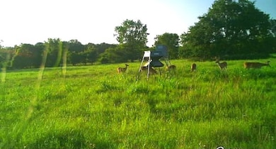 Lots of wildlife on the property