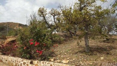 Avocado trees and rose bushes to the left of the d