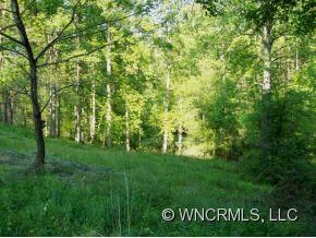 Stately Poplar Trees