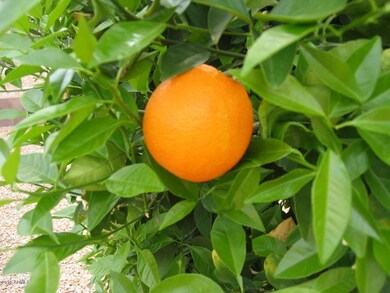 Yard_Orange Tree