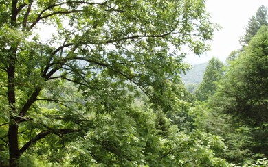 Additional View