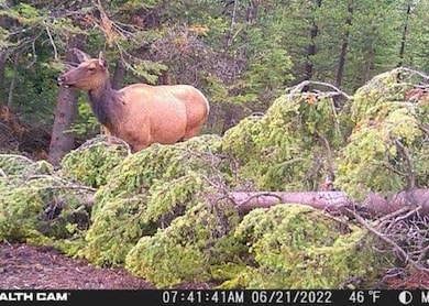 7524 Lower Telegraph Creek Rd, Elliston, MT 59728 - photo 2