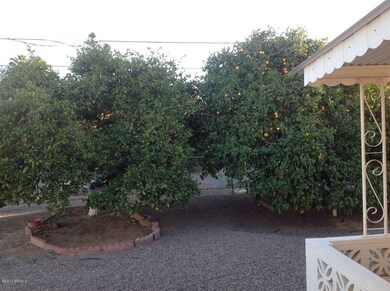 Fruit Trees