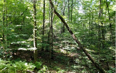 Lot 3 Maple Rest Ln, Ellijay, GA 30540 - photo 3