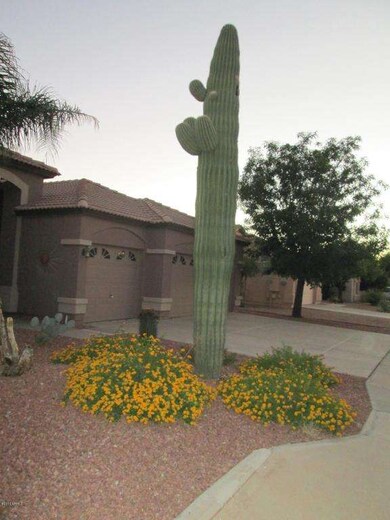 Healthy saguaro