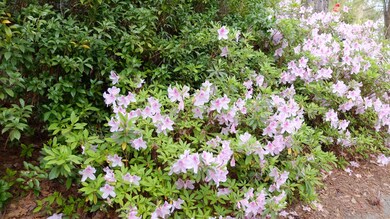 S0055050