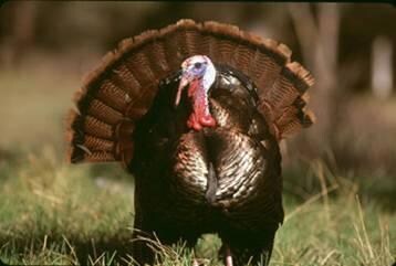 Wild Turkey