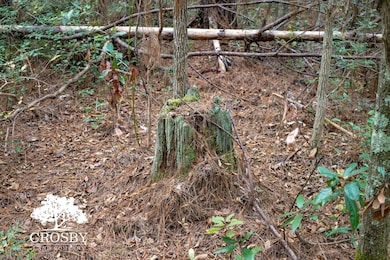 Tbd Lemon Rd, Walterboro, SC 29488 - photo 5