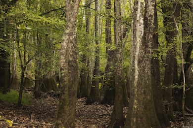 TBD Forrest Rd Fields, Malvern, AR 72104 - photo 5