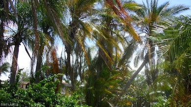 Mature palm trees in the front yard.