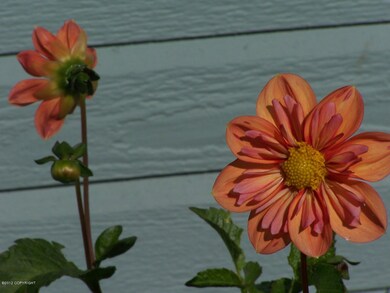 Summer flowers