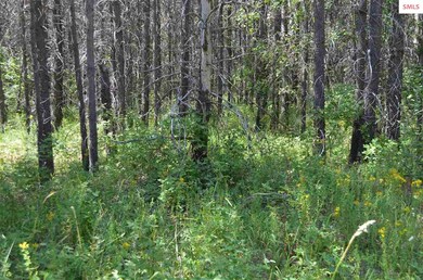 nna E Jensen Ln, Athol, ID 83801 - photo 4