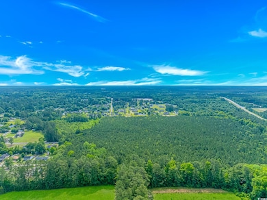 Bird's eye view of a forest