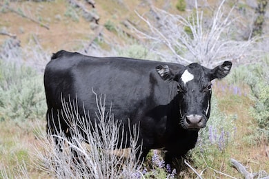 42289 U S 26, Dayville, OR 97825 - photo 2