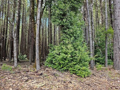 Fernwood 1