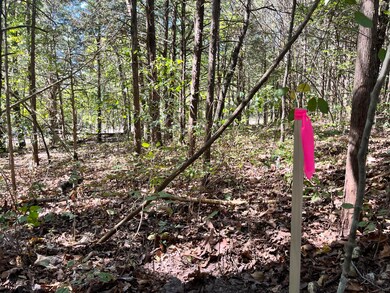 East side of lot looking towards road