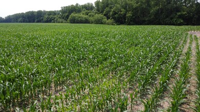 0 Levee Rd, Fults, IL 62244 - photo 5