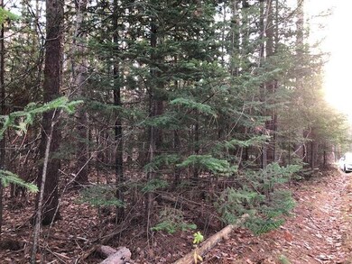 Fir Hedge