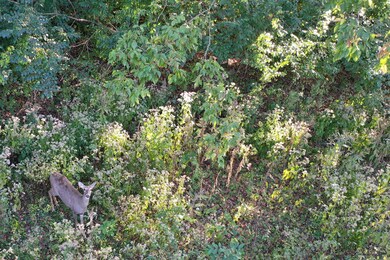 DJI_0388