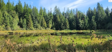 Meadow and pond on adjacent National forest