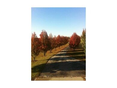 Picture of Trees in the Fall!