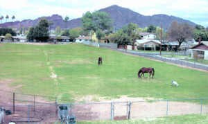 Horse photo