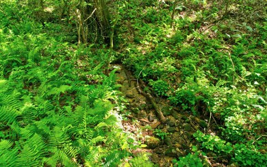 Additional View