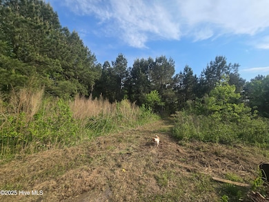 let your dog run!!!