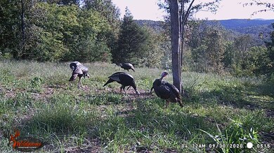 87 New Era Bluff Rd, Linden, TN 37096 - photo 5