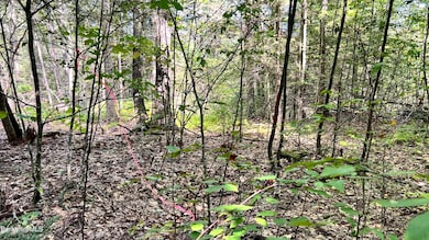 8 Hemlock Rd, Tyringham, MA 01264 - photo 5