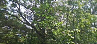 View of woods