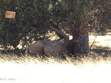 elk